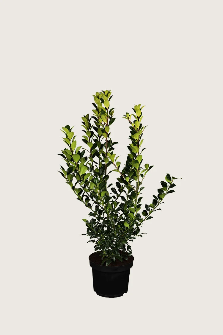 Blå Kristtorn Blue Prince 80cm Velgrenet | Plantinavia