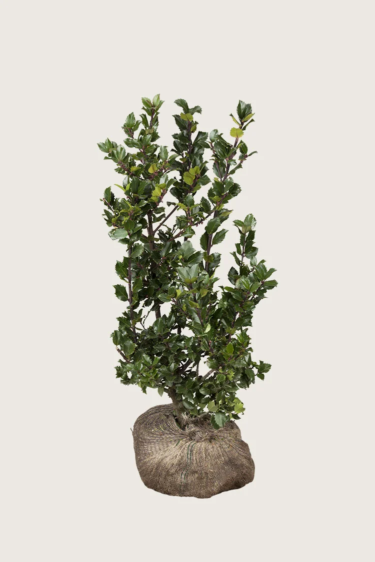 Blå Kristtorn Blue Prince 150cm Grenet | Plantinavia