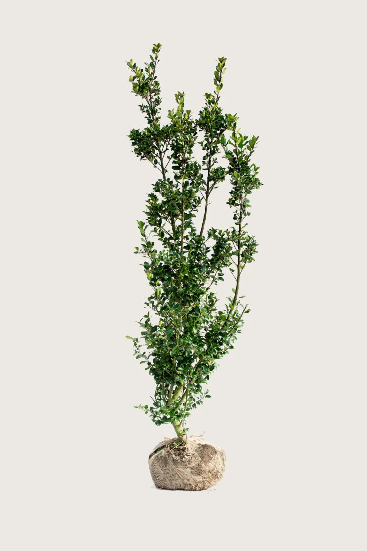 Blå Kristtorn Blue Prince 200cm Grenet | Plantinavia