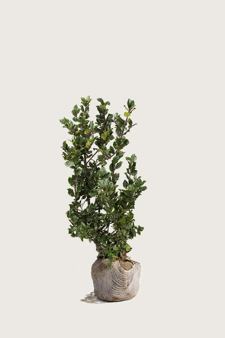 Blå Kristtorn Blue Prince 40cm Grenet | Plantinavia