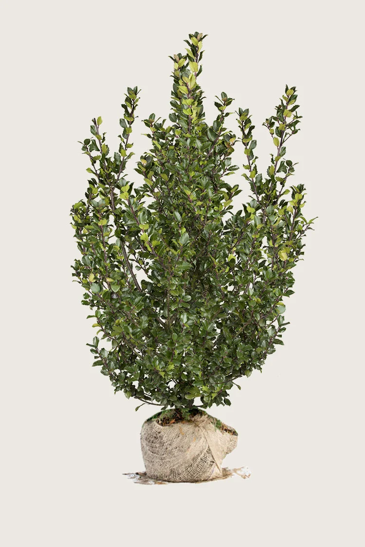 Blå Kristtorn Blue Prince 200cm Velgrenet | Plantinavia