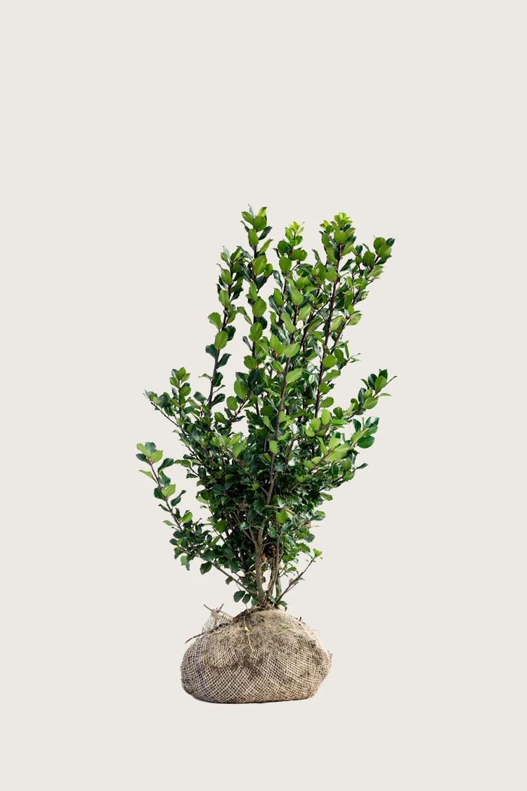 Blå Kristtorn Blue Prince 40cm Velgrenet | Plantinavia