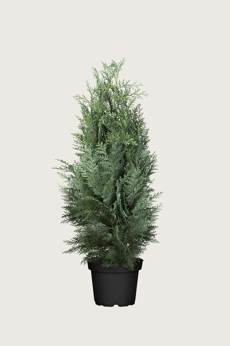 Blå edelcypres 100cm Grenet | Plantinavia