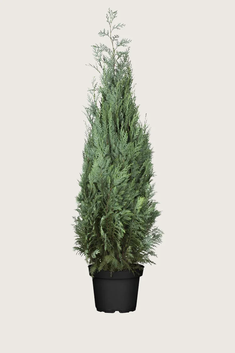Blå edelcypres 225cm Grenet | Plantinavia