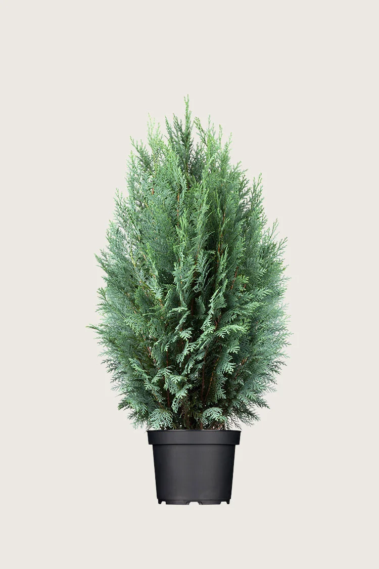 Blå edelcypres 175cm Velgrenet | Plantinavia