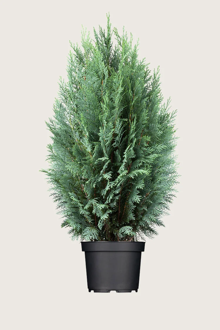 Blå edelcypres 250cm Velgrenet | Plantinavia