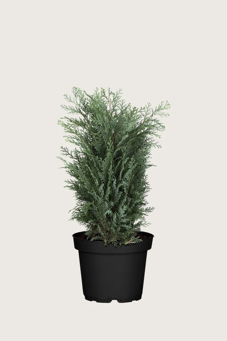 Blå edelcypres 60cm Velgrenet | Plantinavia