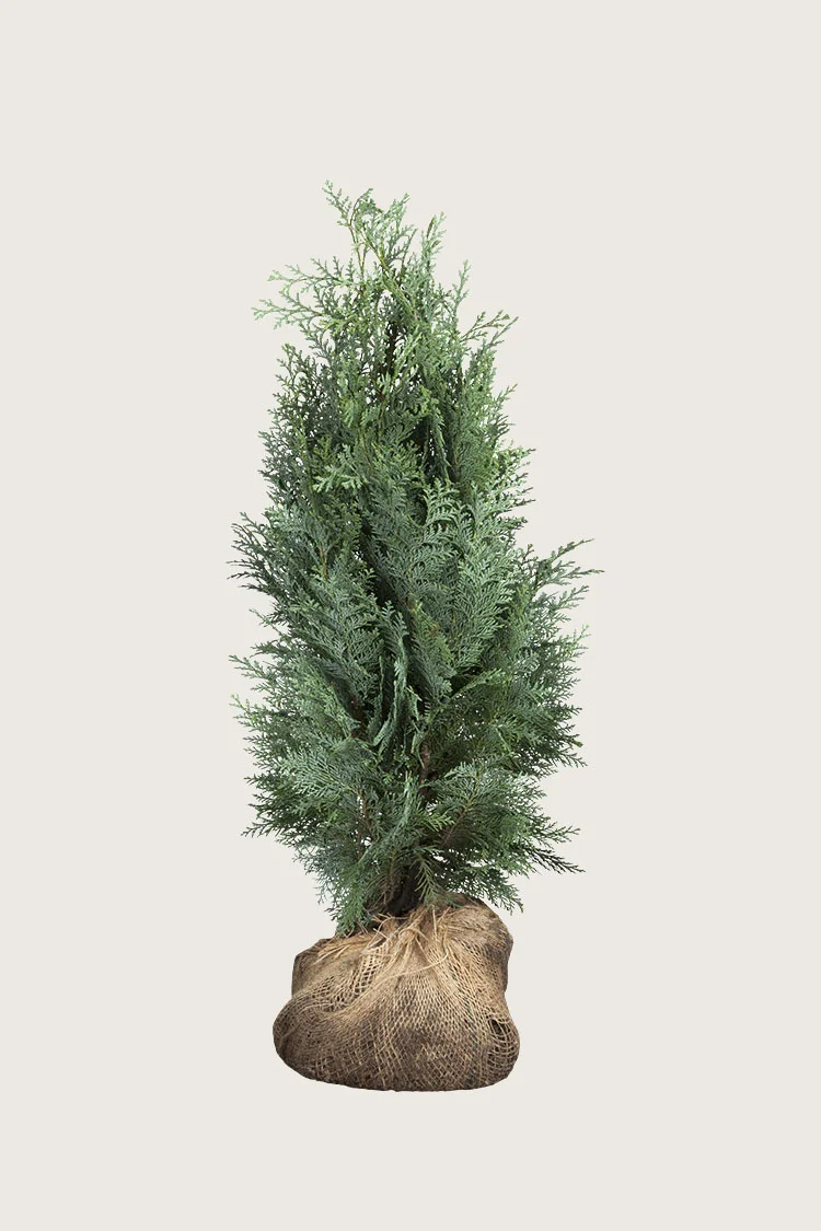 Blå edelcypres 150cm Grenet | Plantinavia