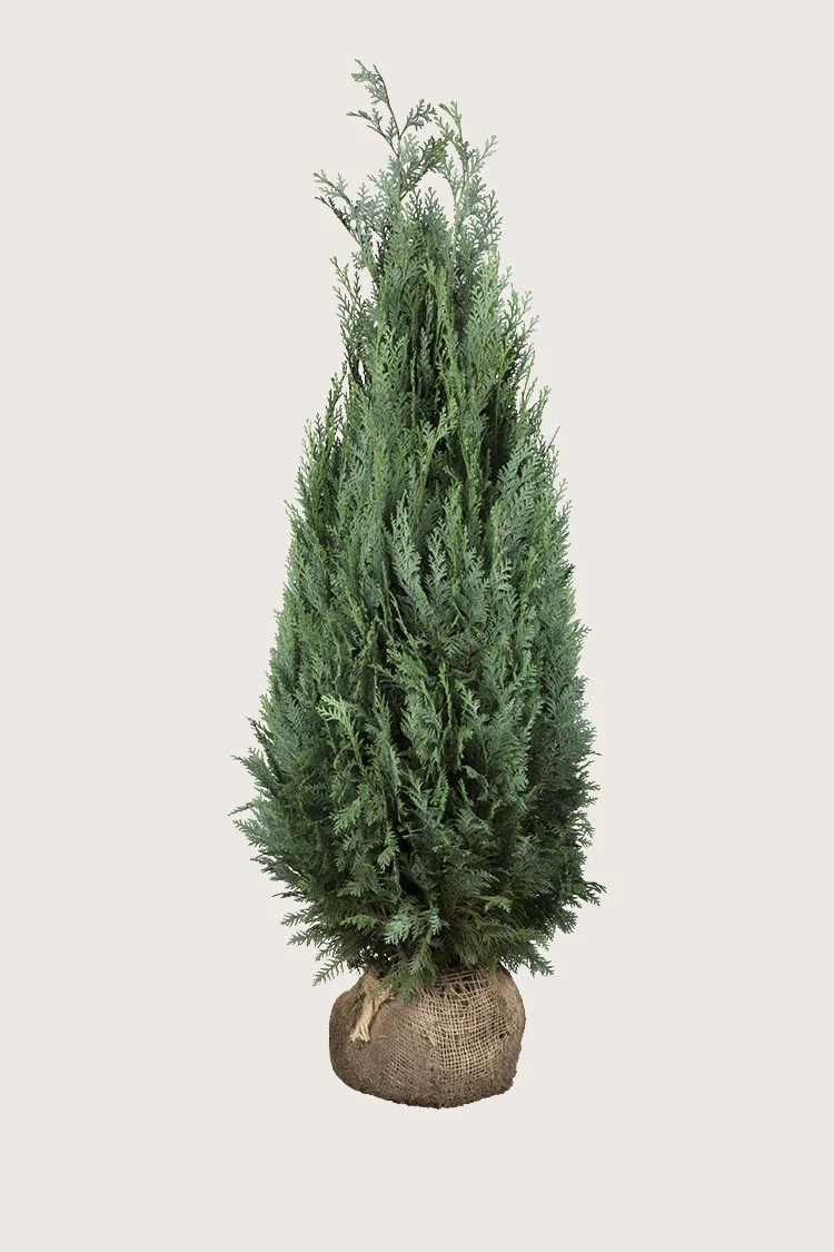 Blå edelcypres 300cm Grenet | Plantinavia