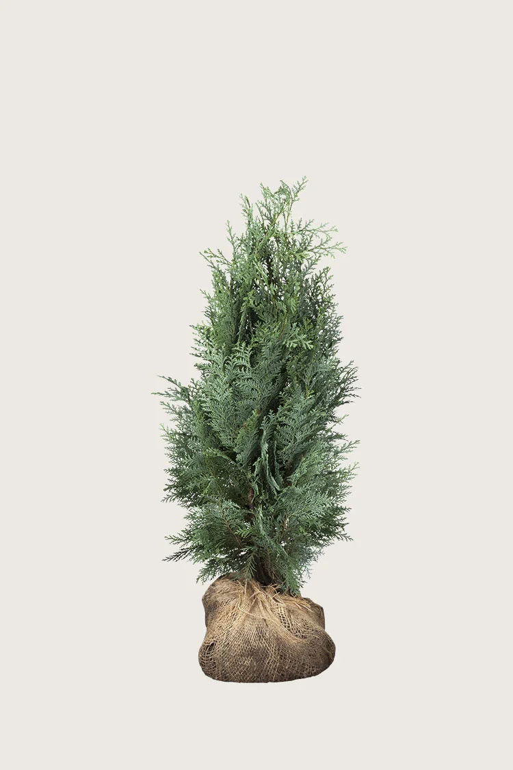 Blå edelcypres 80cm Grenet | Plantinavia