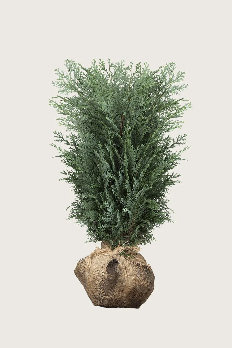 Blå edelcypres 150cm Velgrenet | Plantinavia