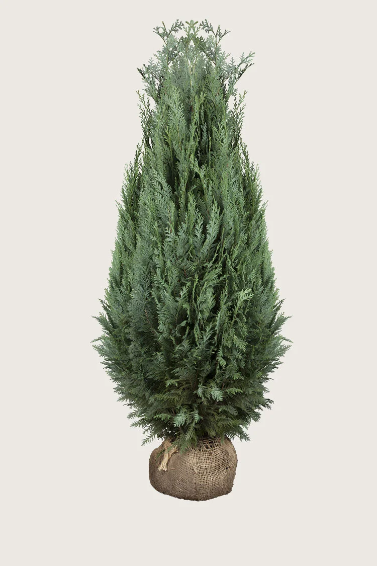 Blå edelcypres 225cm Velgrenet | Plantinavia