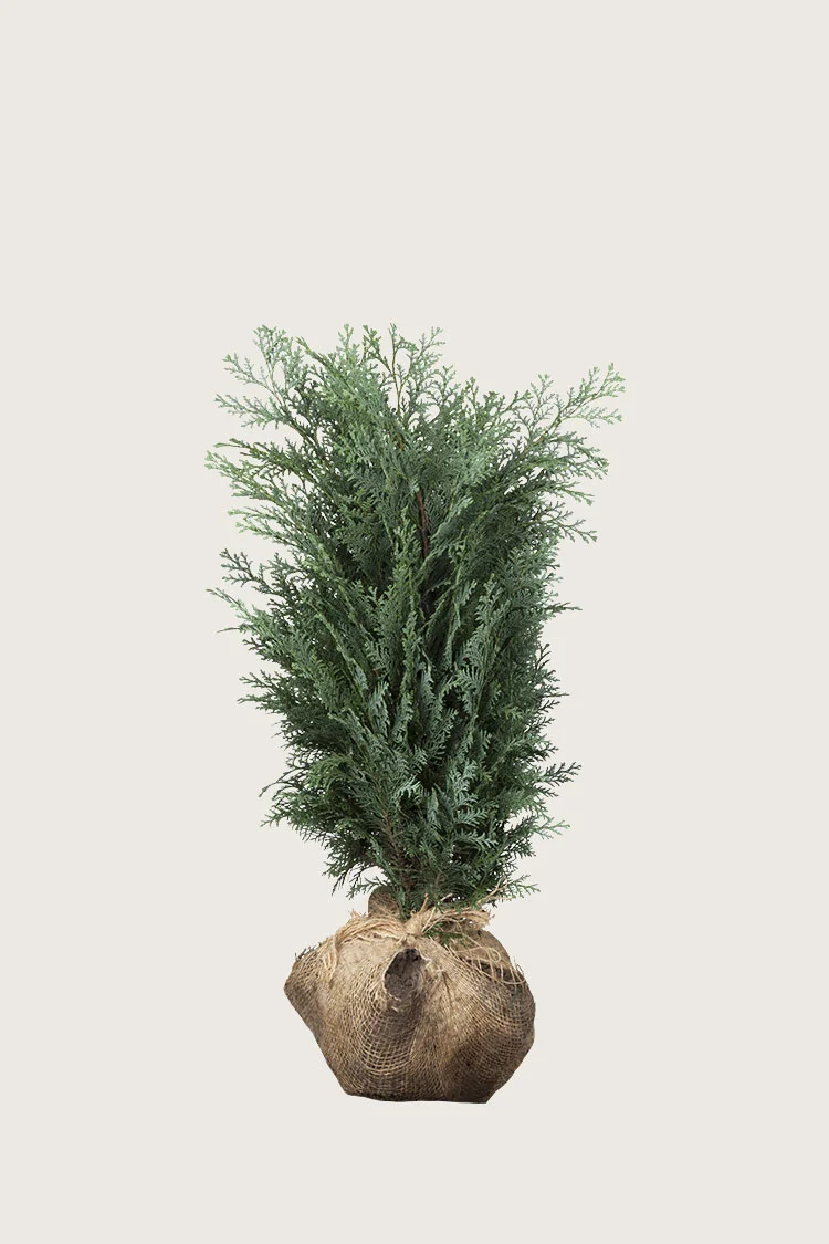 Blå edelcypres 60cm Velgrenet | Plantinavia