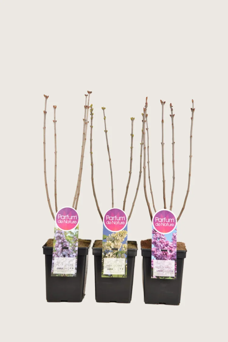 Blandet Syrin 80cm Velgrenet | Plantinavia