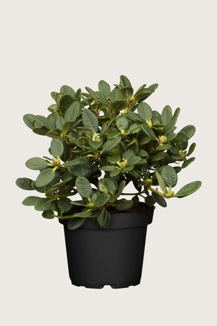 Blandet rhododendron 60cm Grenet | Plantinavia