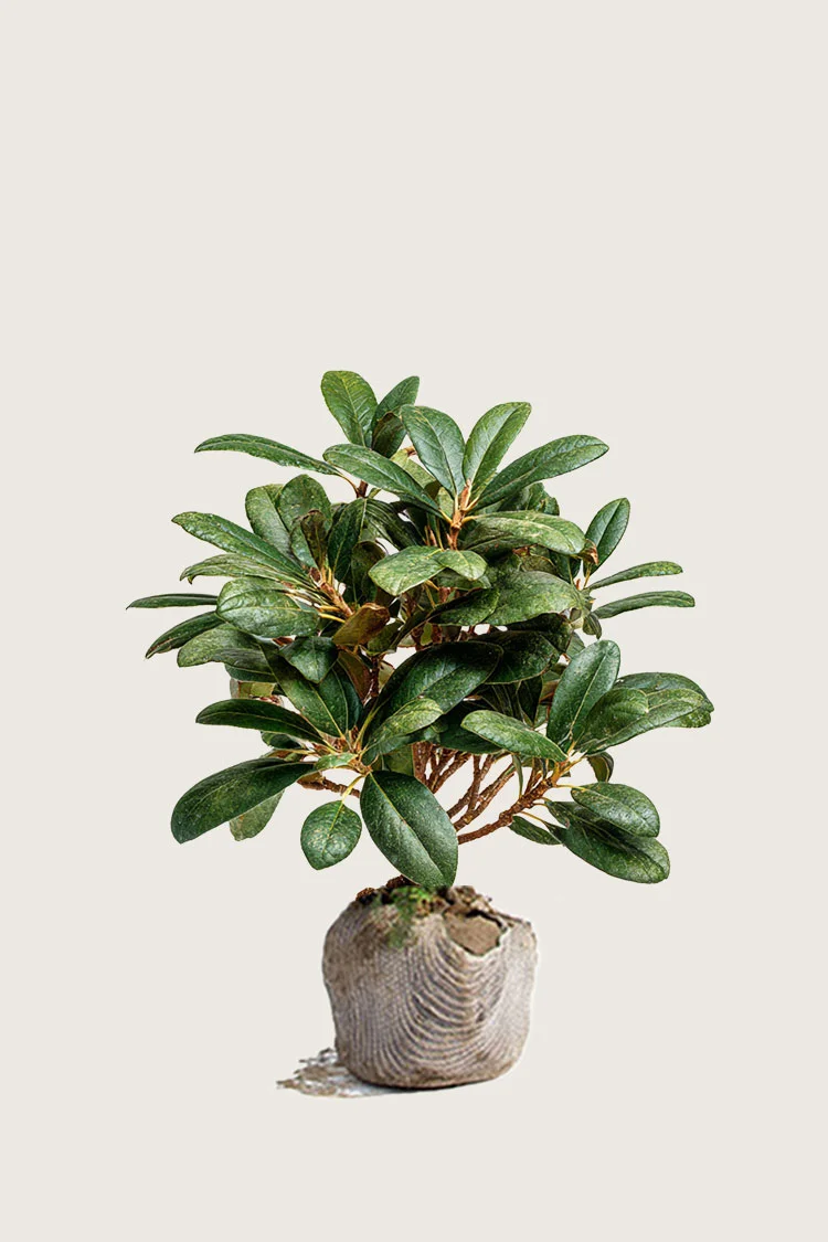 Blandet rhododendron 60cm Grenet | Plantinavia