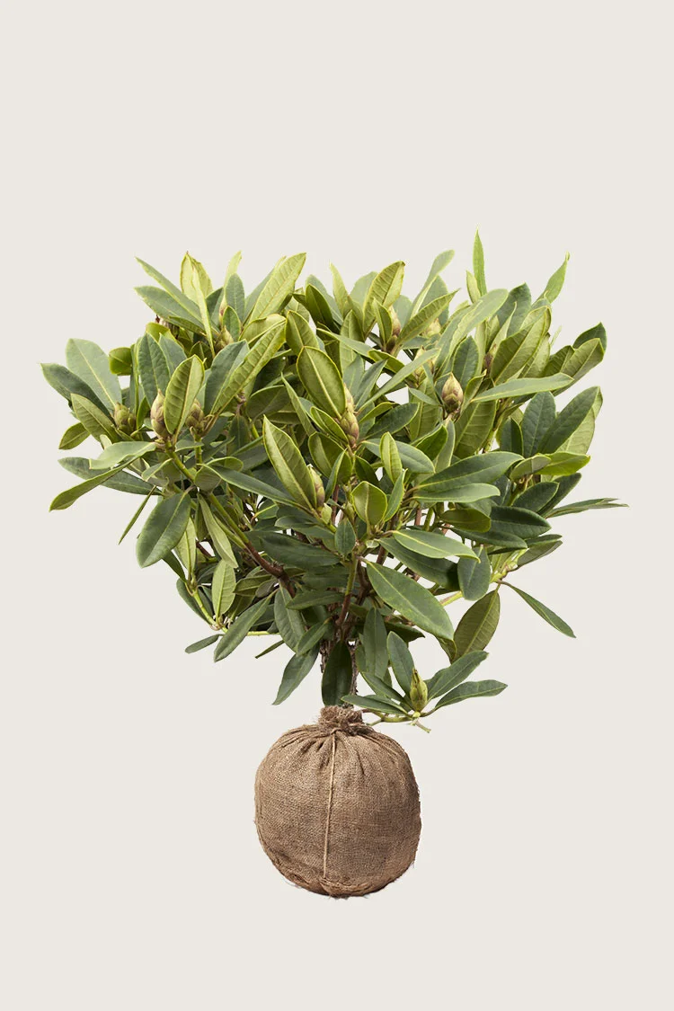 Blandet rhododendron 40cm Velgrenet | Plantinavia
