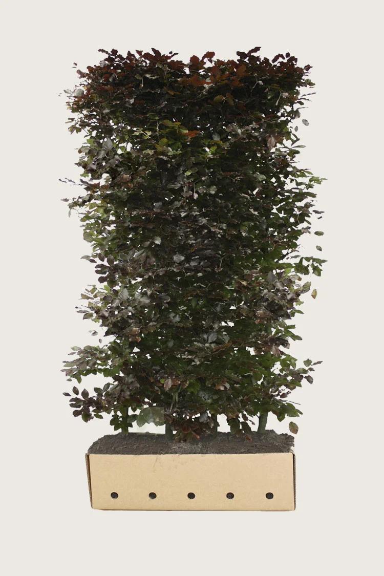Blodbøk 120cm Velgrenet | Plantinavia