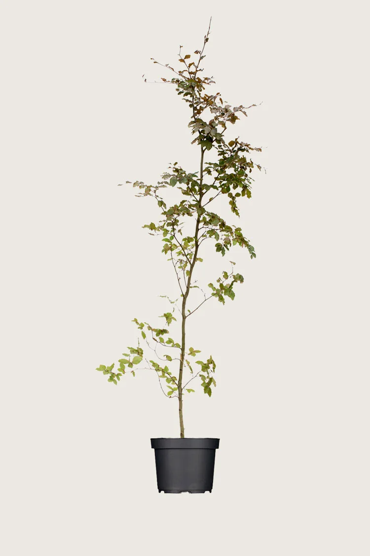 Blodbøk 225cm Grenet | Plantinavia