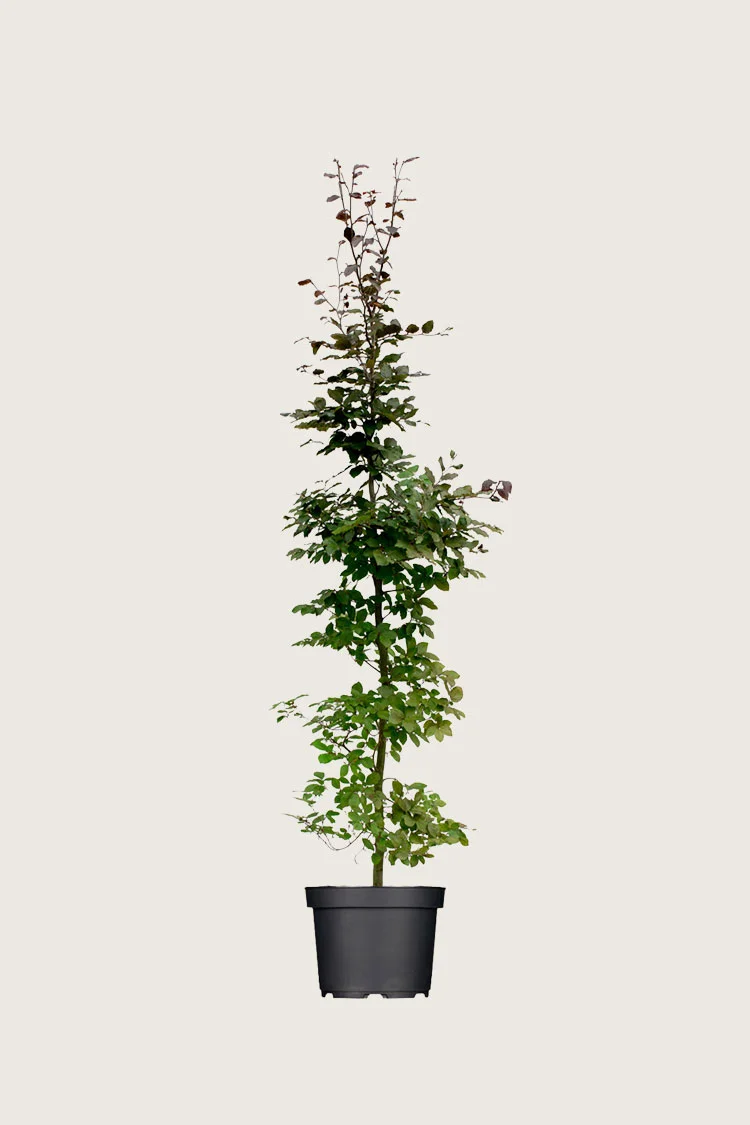 Blodbøk 125cm Velgrenet | Plantinavia