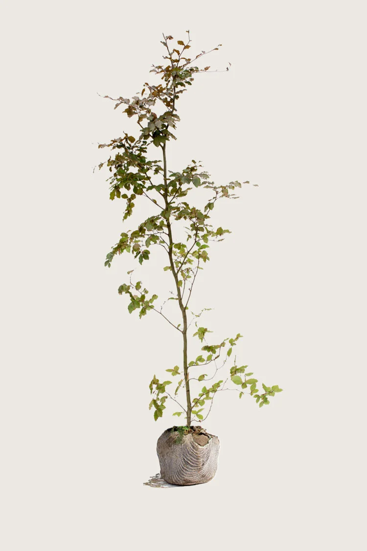 Blodbøk 225cm Grenet | Plantinavia