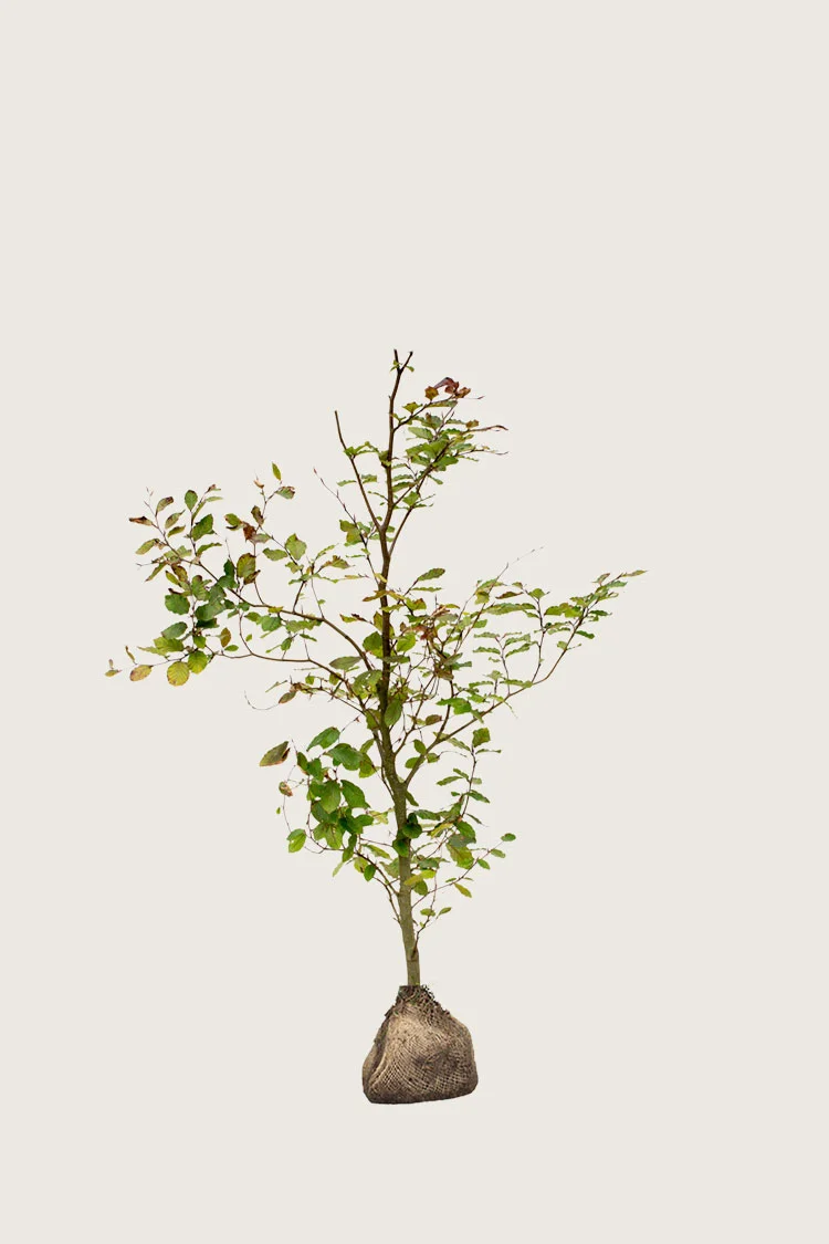 Blodbøk 100cm Velgrenet | Plantinavia