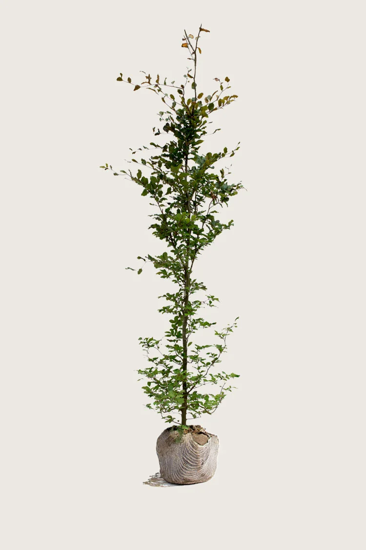 Blodbøk 350cm Velgrenet | Plantinavia