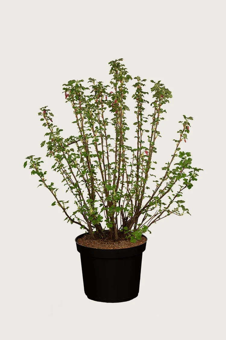 Blodrips 125cm Velgrenet | Plantinavia