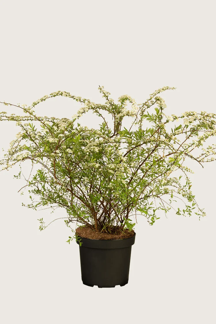 Brudespirea 80cm Velgrenet | Plantinavia