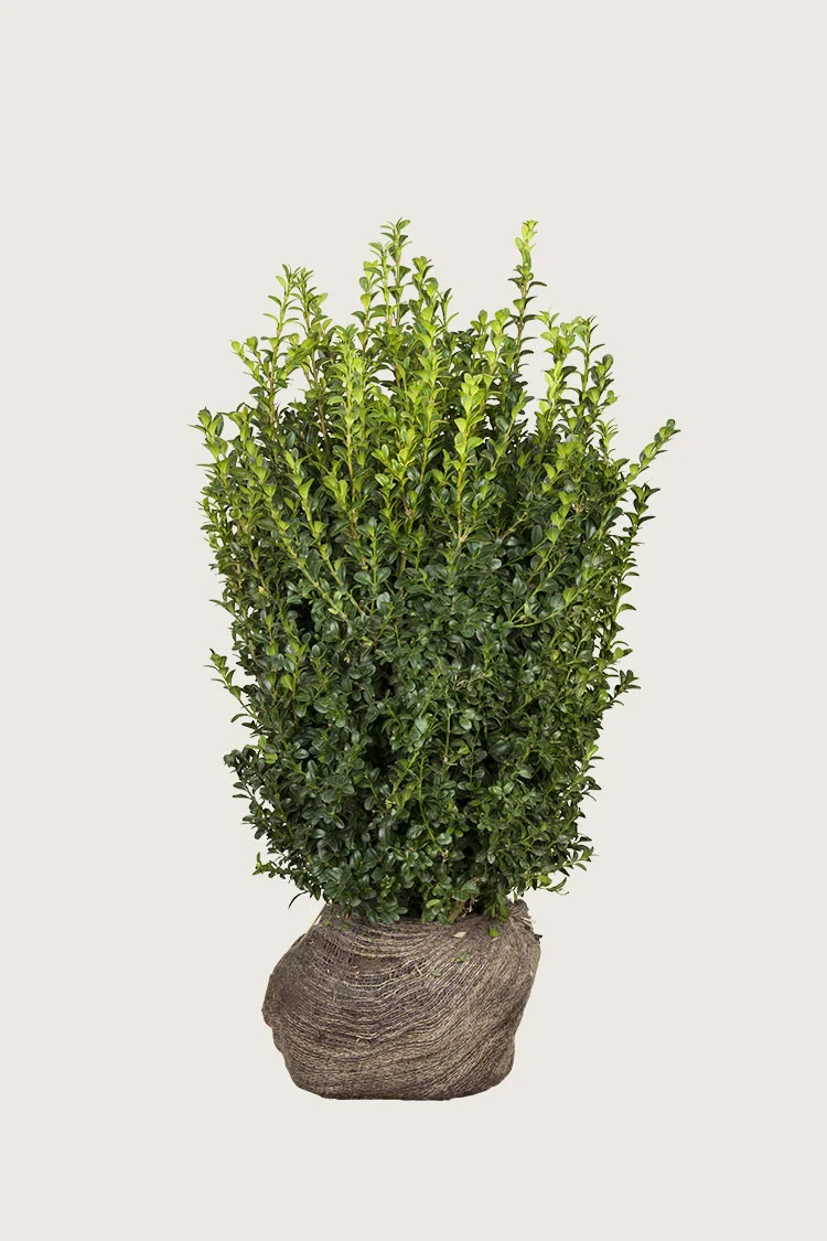Buksbom 125cm Grenet | Plantinavia