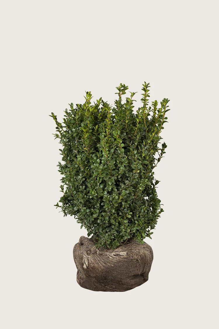 Buksbom 80cm Grenet | Plantinavia