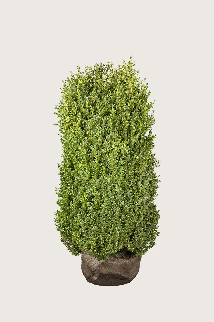 Buksbom 200cm Velgrenet | Plantinavia