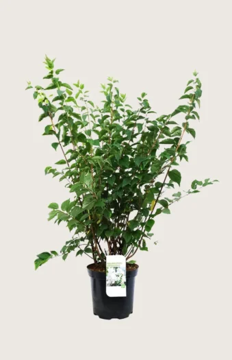 Duftskjærsmin 125cm Velgrenet | Plantinavia