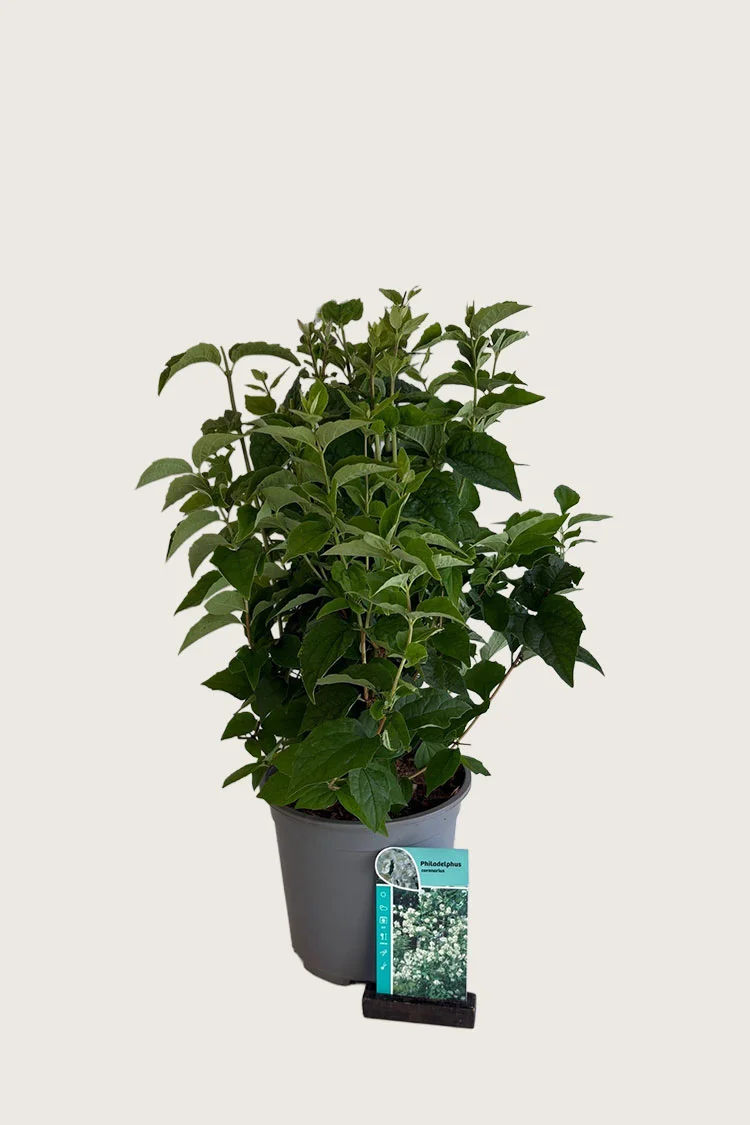 Duftskjærsmin 40cm Velgrenet | Plantinavia