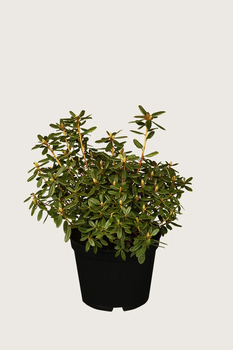 Dværg rhododendron 30cm Grenet | Plantinavia