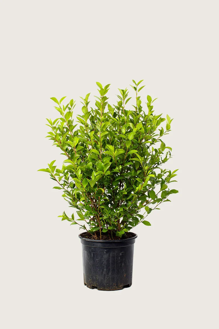 Dvergliguster 60cm Grenet | Plantinavia
