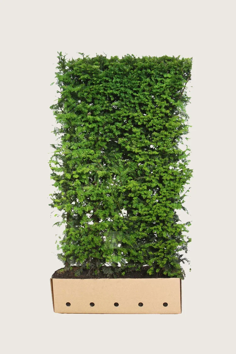 Europabarlind Taxus Baccata 150cm Velgrenet | Plantinavia