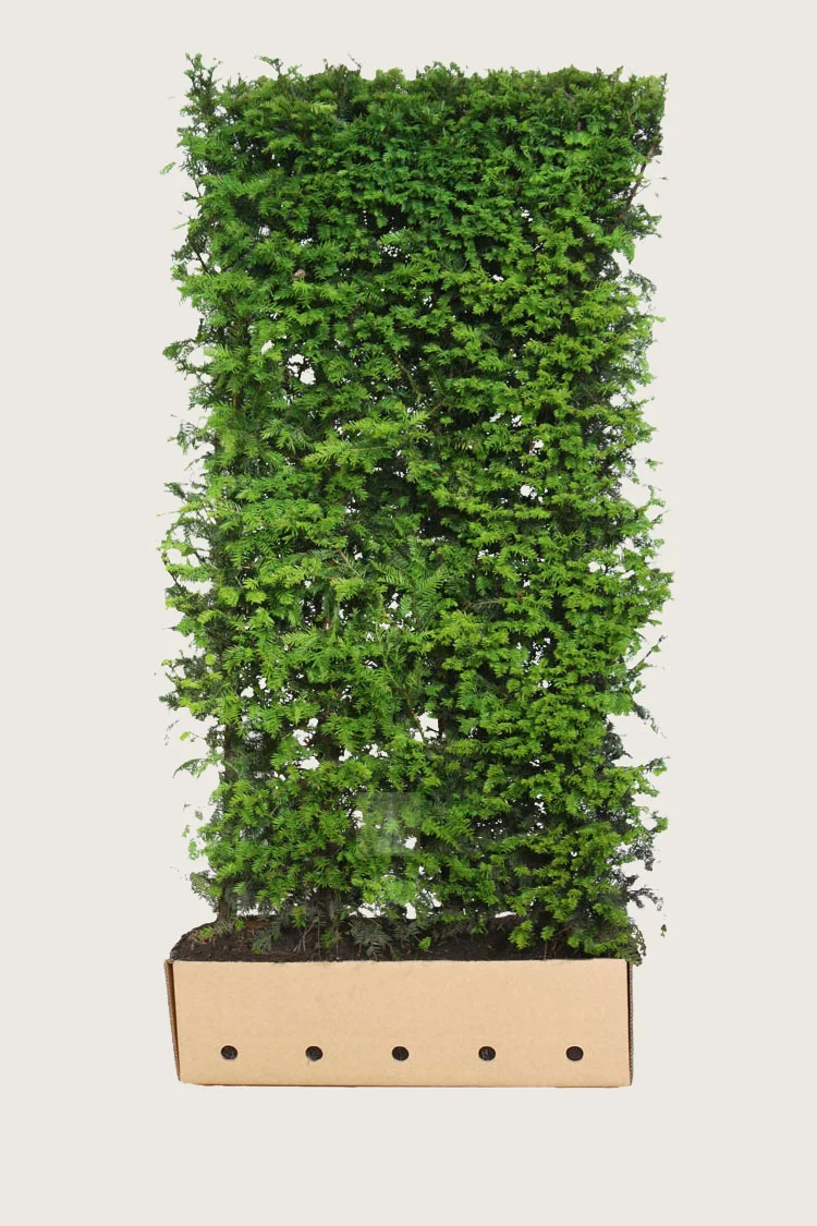Europabarlind Taxus Baccata 200cm Velgrenet | Plantinavia