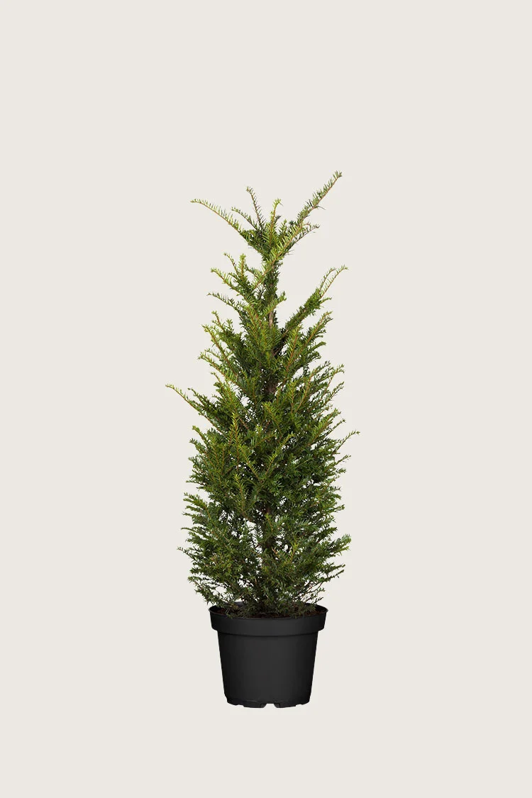 Europabarlind Taxus Baccata 60cm Grenet | Plantinavia