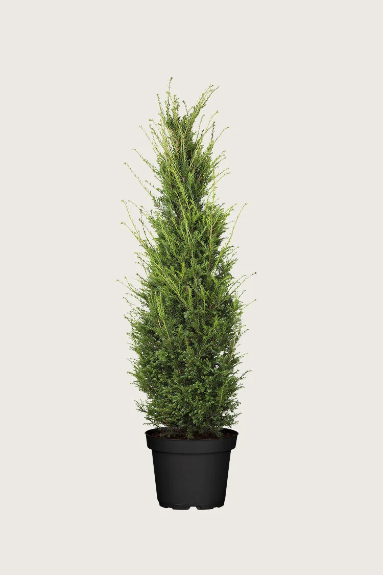 Europabarlind Taxus Baccata 175cm Velgrenet | Plantinavia
