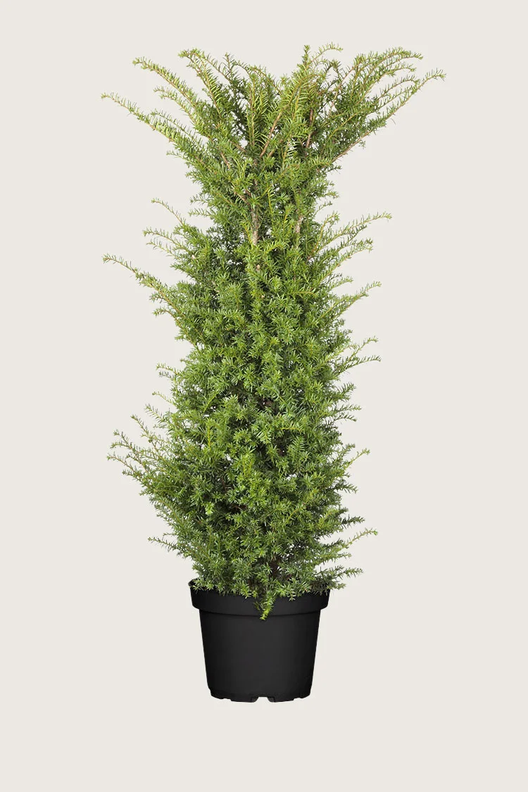 Europabarlind Taxus Baccata 200cm Velgrenet | Plantinavia