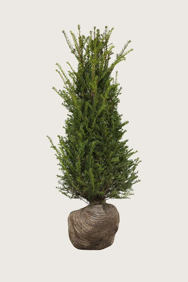 Europabarlind Taxus Baccata 225cm Grenet | Plantinavia