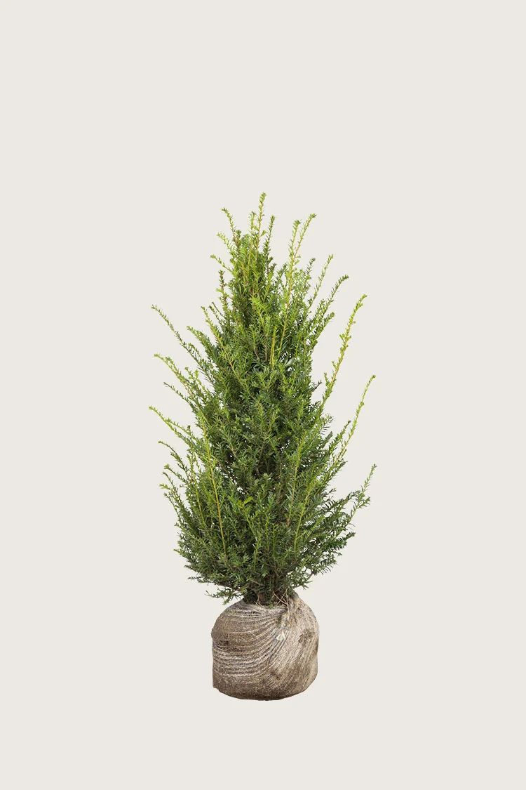 Europabarlind Taxus Baccata 60cm Grenet | Plantinavia