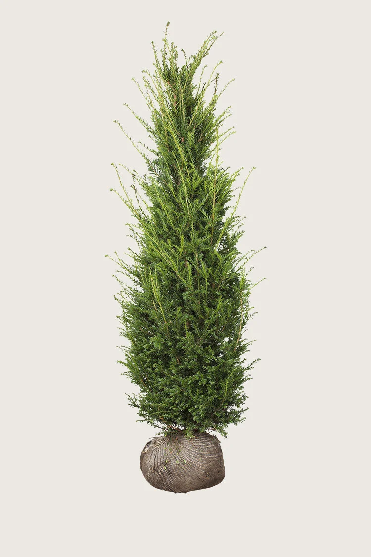 Europabarlind Taxus Baccata 250cm Velgrenet | Plantinavia