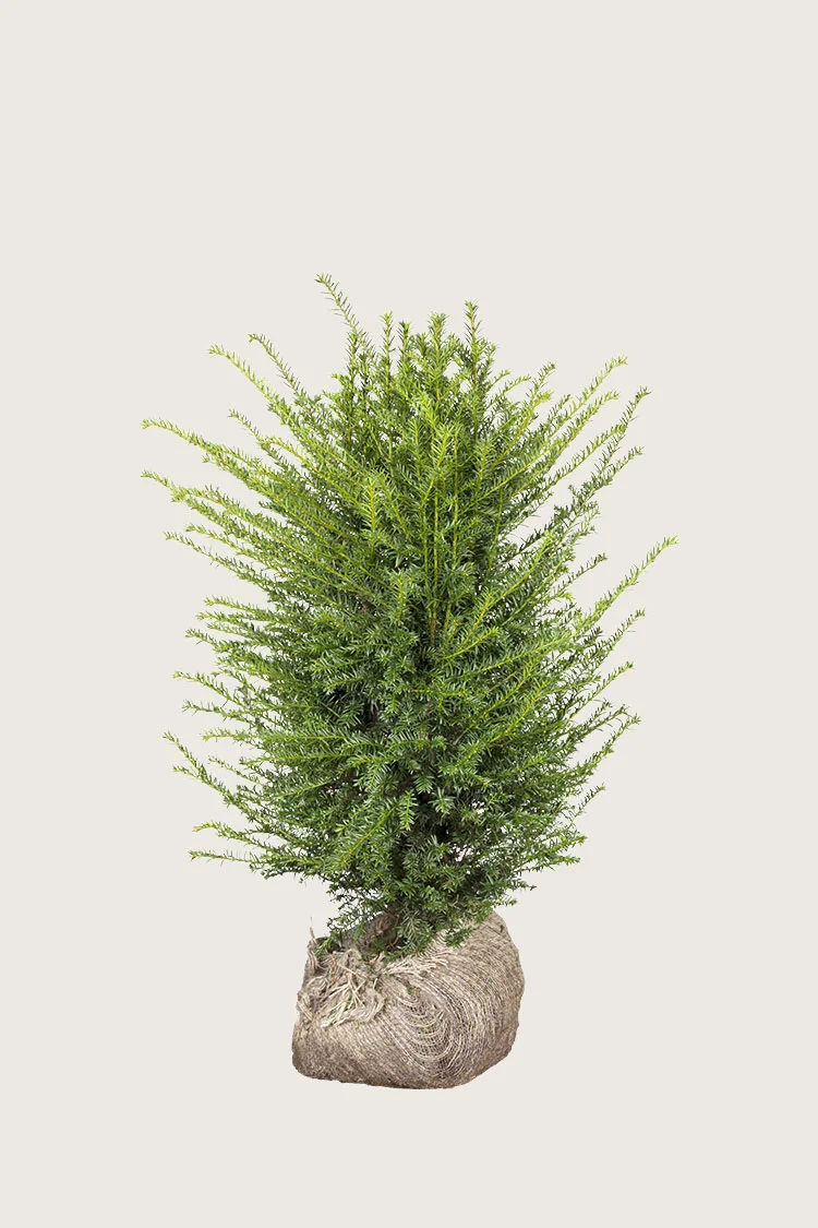 Europabarlind Taxus Baccata 40cm Velgrenet | Plantinavia