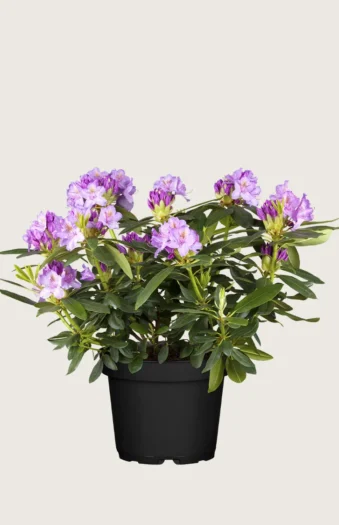 Fiolett rhododendron 60cm Velgrenet | Plantinavia
