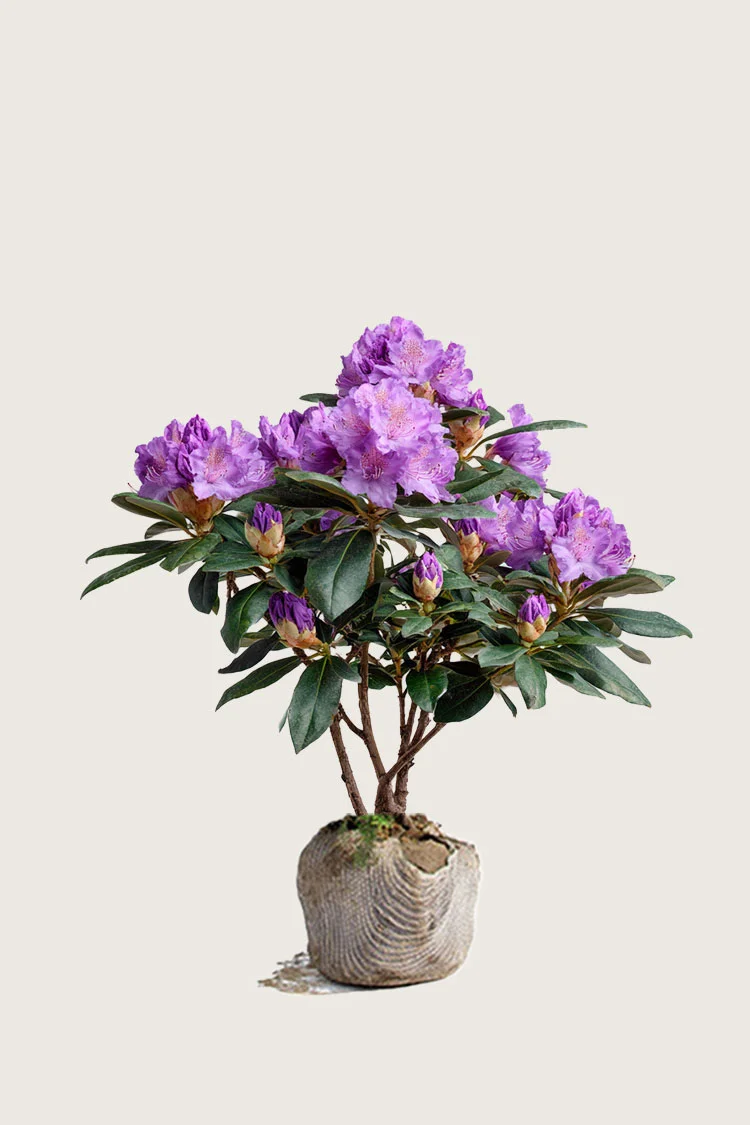 Fiolett rhododendron 60cm Grenet | Plantinavia