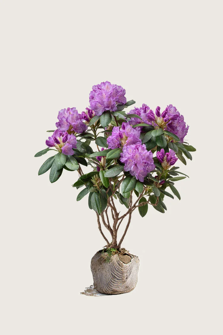 Fiolett rhododendron 120cm Velgrenet | Plantinavia