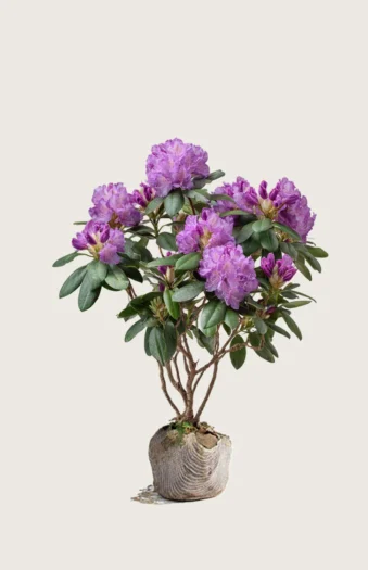 Fiolett rhododendron 40cm Velgrenet | Plantinavia