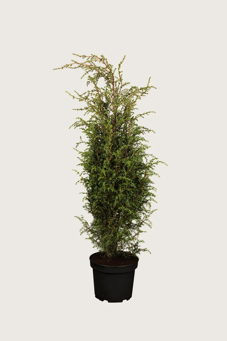 Fjelleiner Hibernica 175cm Velgrenet | Plantinavia